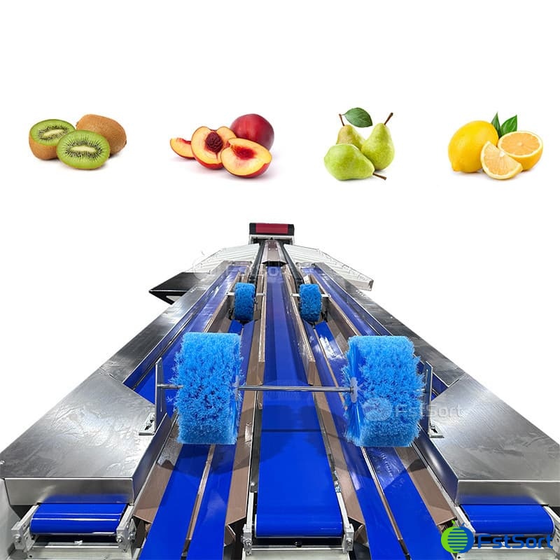 images/1763964953243kiwi processing 1.jpg